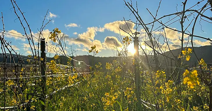 マスタードの花の咲く春のナパバレー