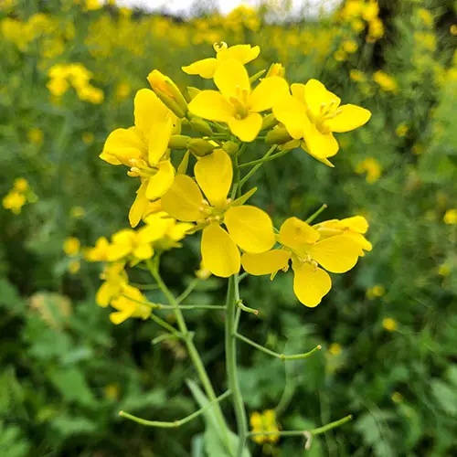 ナパバレーのマスタードの花